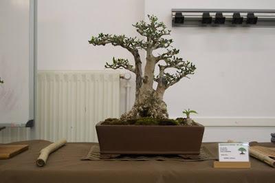 Exposición de la ASOCIACIÓ BONSAI DEL VALLES a Can Palet 2016