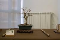 Exposición de la ASOCIACIÓ BONSAI DEL VALLES a Can Palet 2016