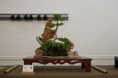 Exposición de la ASOCIACIÓ BONSAI DEL VALLES a Can Palet 2016