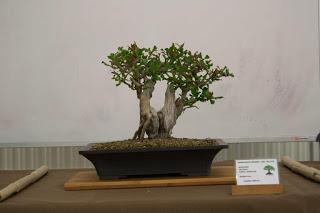 Exposición de la ASOCIACIÓ BONSAI DEL VALLES a Can Palet 2016