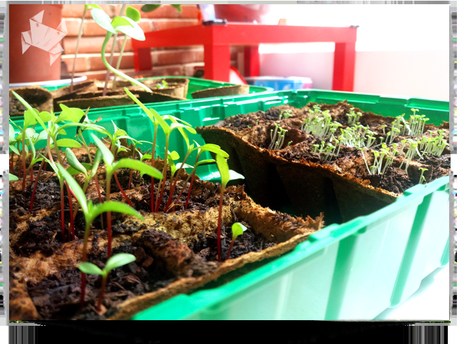 Perdonadme que insista