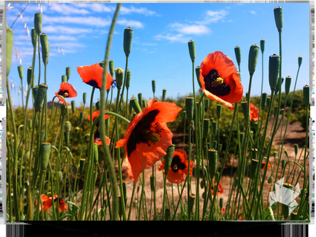 Perdonadme que insista