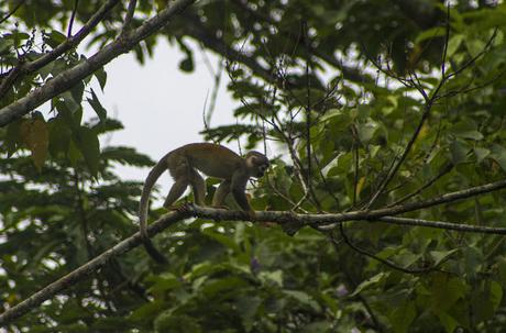 Limoncocha, la laguna irreductible