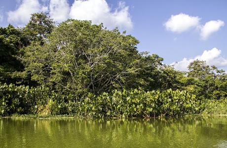 Limoncocha, la laguna irreductible