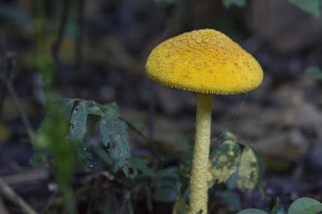 Limoncocha, la laguna irreductible