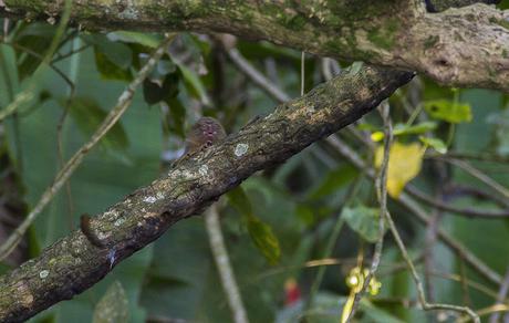 Limoncocha, la laguna irreductible