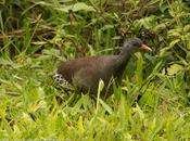Tataupá común (Tataupa Tinamou) Crypturellus tataupa