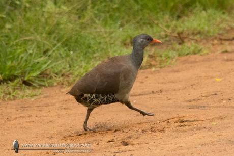 Tataupá común (Tataupa Tinamou) Crypturellus tataupa