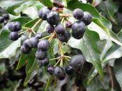 ¿Tienen frutos plantas trepadoras?