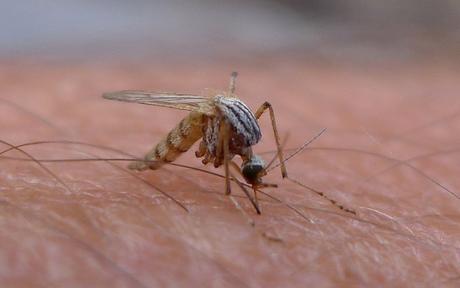 Zika en España