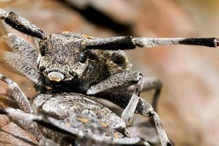 Para ampliar Acanthocinus aedilis (Linnaeus, 1758) Longicornio del pino hacer clic