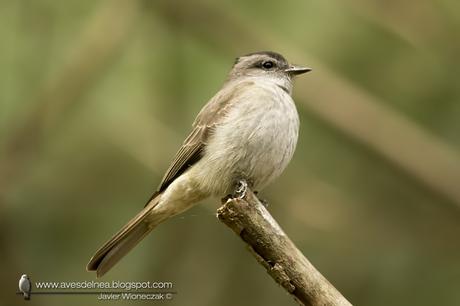 Tuquito gris (Crowned slaty-Flycatcher) Empidonomus aurantioatrocristatus