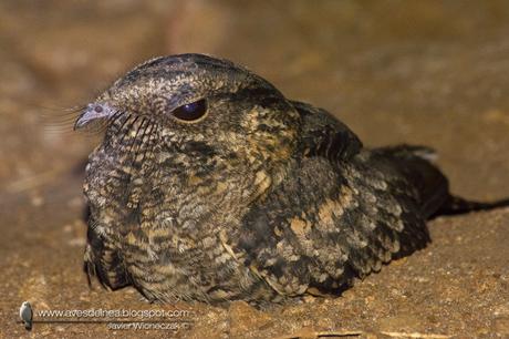 Atajacaminos chico (Little Nightjar) Setopagis parvula