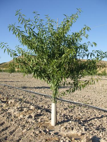 plantones de almendro de floración tardía