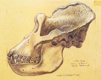 Abuelos del Paleoarte: Charles Knight