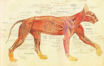 Abuelos del Paleoarte: Charles Knight