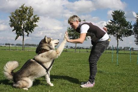 Hay otros trucos divertidos que puedes intentar con tus perros