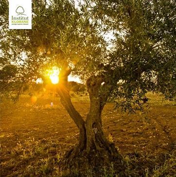 Champú al Extracto Esencial de Olivo de KLORANE en FARMAPOLO Champú al Extracto Esencial de Olivo de KLORANE en FARMAPOLO