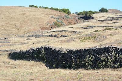 Aves esteparias en las islas Canarias Occidentales