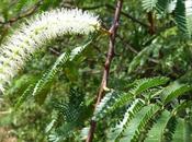 efectos curativos tepezcohuite (Mimosa tenuiflora)