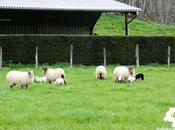 Manchas raras primavera: fitofotodermatitis