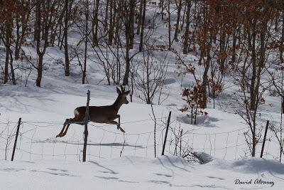 Al invierno no se lo come el lobo