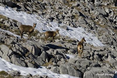 Al invierno no se lo come el lobo