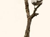 Tueré grande (Black-tailed Tityra) Tityra cayana