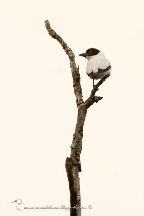 Tueré grande (Black-tailed Tityra) Tityra cayana