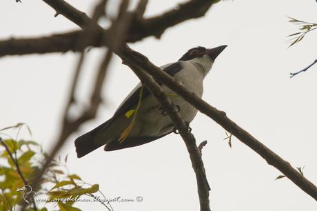 Tueré grande (Black-tailed Tityra) Tityra cayana