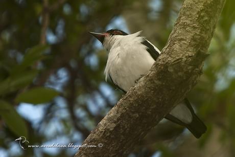 Tueré grande (Black-tailed Tityra) Tityra cayana