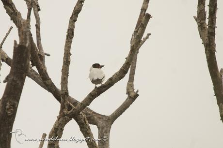 Tueré grande (Black-tailed Tityra) Tityra cayana