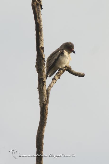 Tueré grande (Black-tailed Tityra) Tityra cayana