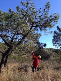 Colocación de Cajas Anidaderas en el Desert de les Palmes