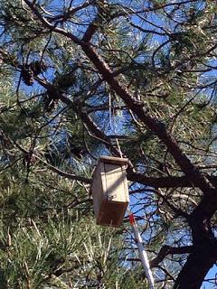 Colocación de Cajas Anidaderas en el Desert de les Palmes