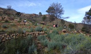 Día del árbol 2016