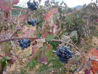 Circular por Estenas