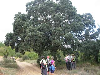 Circular por Estenas