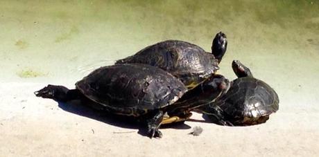tortugas, foto del día, Universidad Alicante, blog diario, solo yo, blog solo yo, 