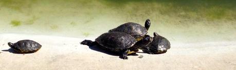 tortugas, foto del día, Universidad Alicante, blog diario, solo yo, blog solo yo, 