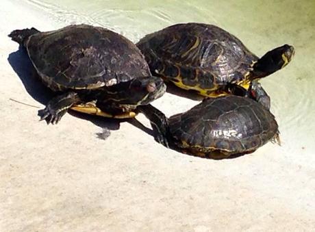 tortugas, foto del día, Universidad Alicante, blog diario, solo yo, blog solo yo, 