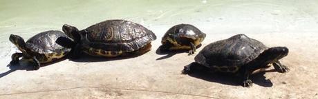 tortugas, foto del día, Universidad Alicante, blog diario, solo yo, blog solo yo, 