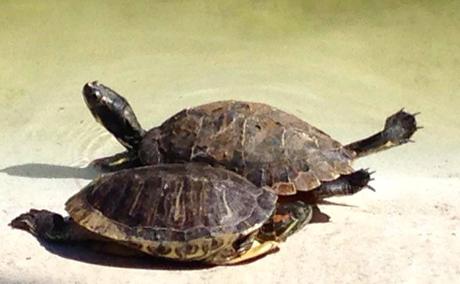 tortugas, foto del día, Universidad Alicante, blog diario, solo yo, blog solo yo, 