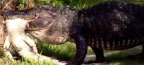 CAUGHT ON VIDEO: Monster Alligator Eats Another Alligator