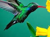 Interpretaciones soñar colibrí.