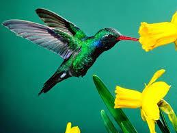sueño con un colibrí