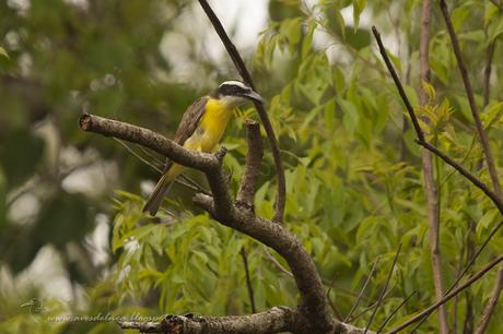 Pitanguá (Boat-billed Flycatcher) Megarhynchus pitangua