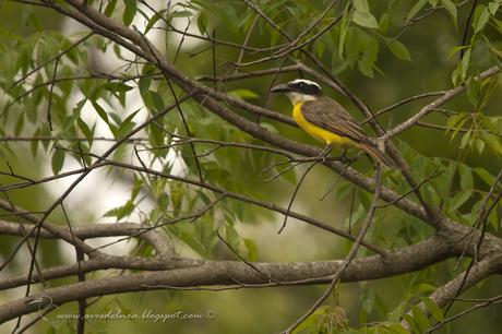 Pitanguá (Boat-billed Flycatcher) Megarhynchus pitangua