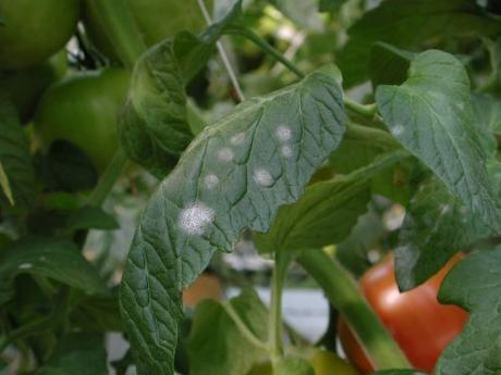 El cuidado del tomate, enfermedad por agua