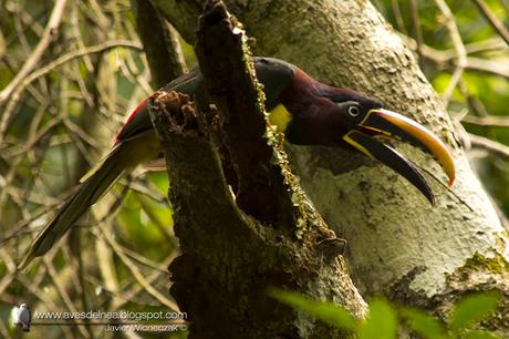 Arasarí fajado (Chestnut-eared Aracari) Pteroglossus castanotis